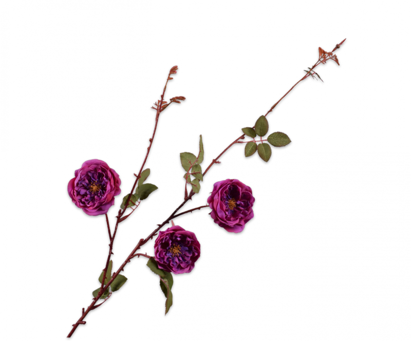 Roos Silk-ka (paars of beauty)