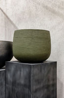 Pot Graz Natural Swamp Domani